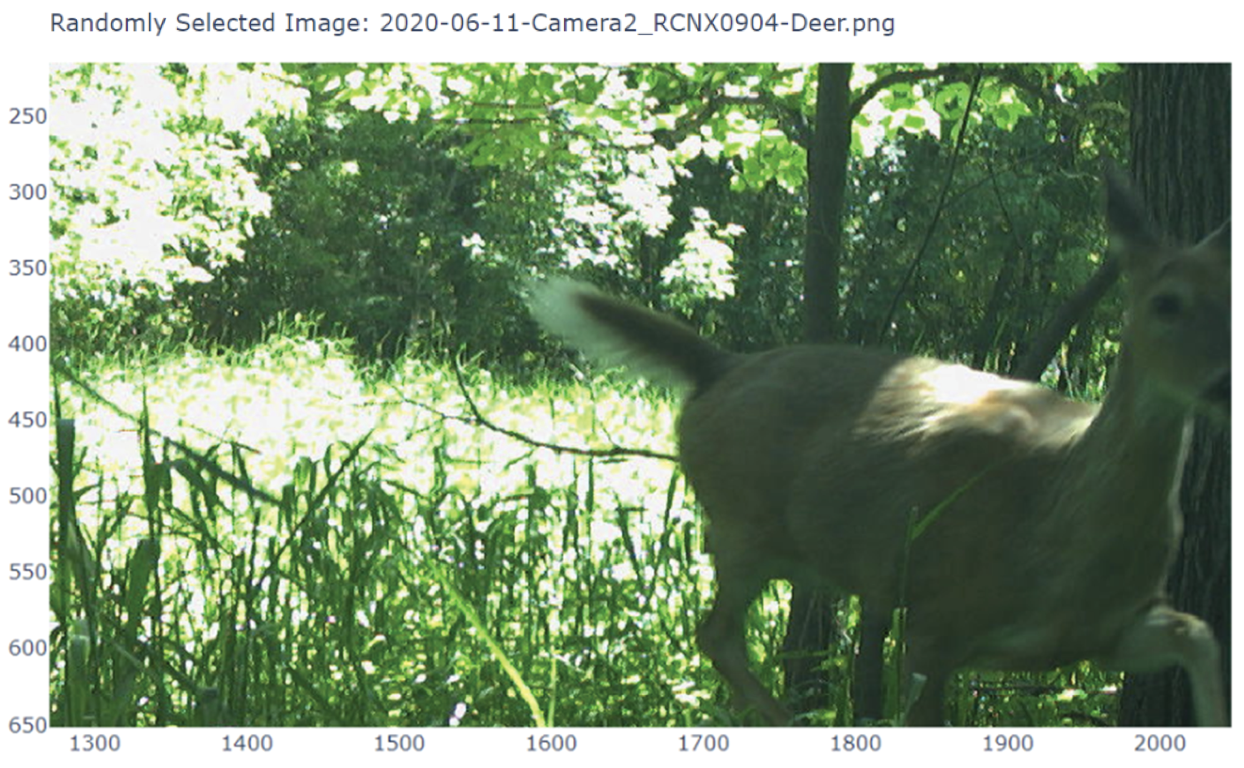 A motion-blurred photograph captures a deer mid-movement in a lush forest setting. The animal appears as a dark silhouette with light-colored patches, possibly the white tail or rump markings characteristic of white-tailed deer. Dense green vegetation and trees create a natural woodland backdrop in this trail camera image.
