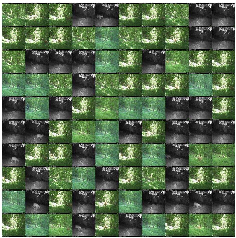 A 10x10 grid of 100 images, displaying a subset of images from a larger dataset. The grid allows for visual inspection of patterns and trends within the image set, with each image representing a unique data point. The arrangement of images in the grid facilitates comparison and identification of shared visual characteristics, such as vegetation patterns and animal sightings across the dataset.