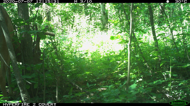 Image of a deer in a natural environment, with the animal partially visible on the left side of the frame. The image is well-lit, with a variety of elements such as lighting conditions, locations, seasons, species, animal postures, and levels of obstruction, making it a good example of a diverse dataset for training an object localization model like YOLOv8. The image is part of the Wild Winnipeg custom dataset, which contains a wide range of images that can help increase the model's generalizability and prediction accuracy. The presence of diverse elements in the image, such as varying lighting conditions and animal postures, demonstrates the importance of having a varied dataset when fine-tuning an object localization model.