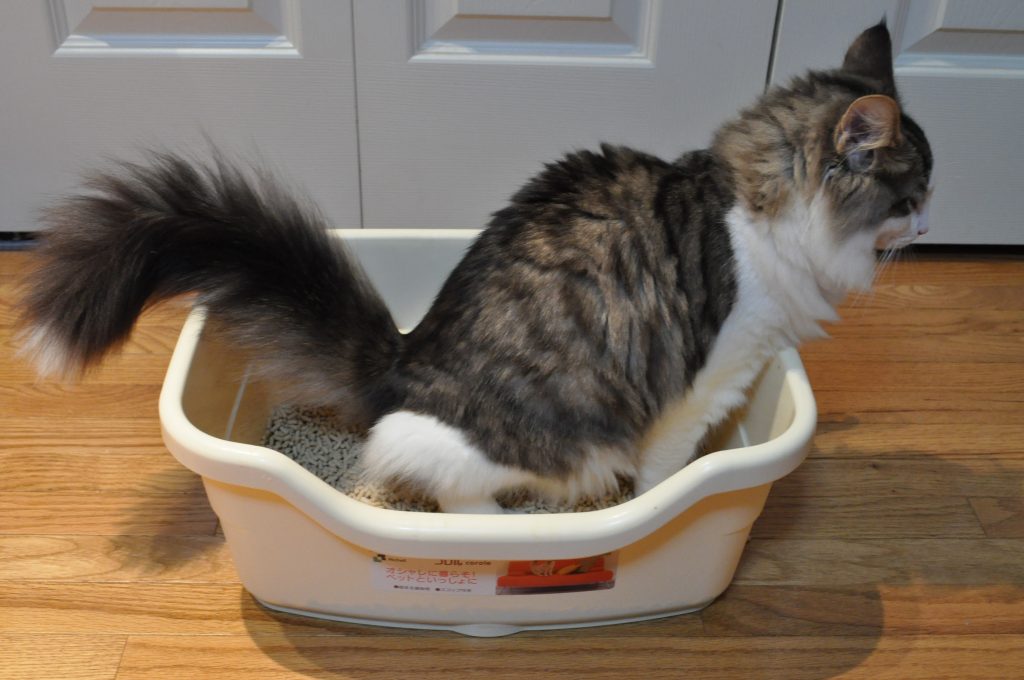 A cat in a litter box