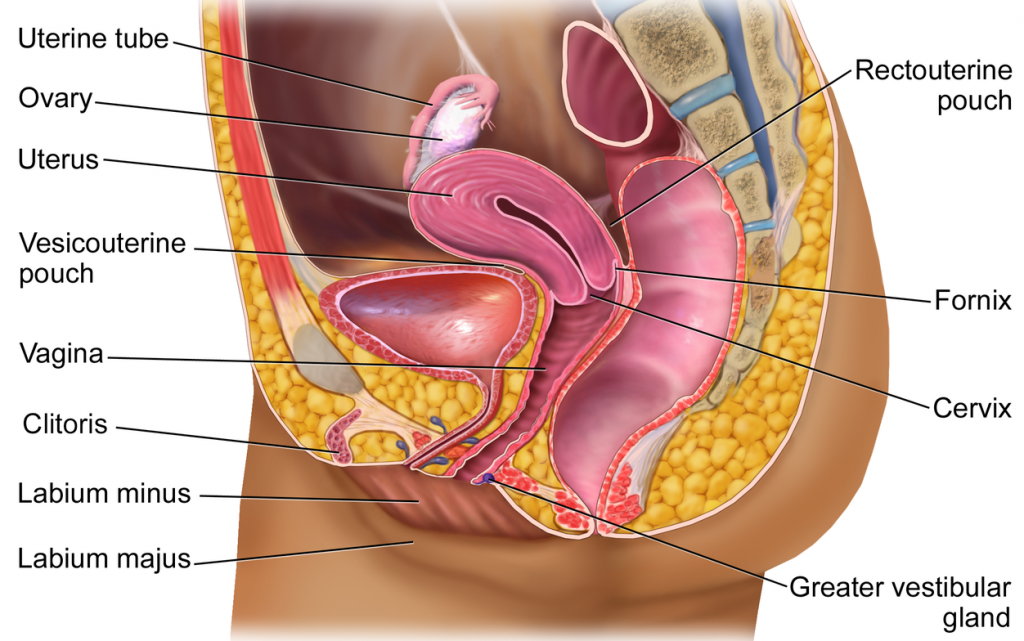 Diagram of the female reproductive system