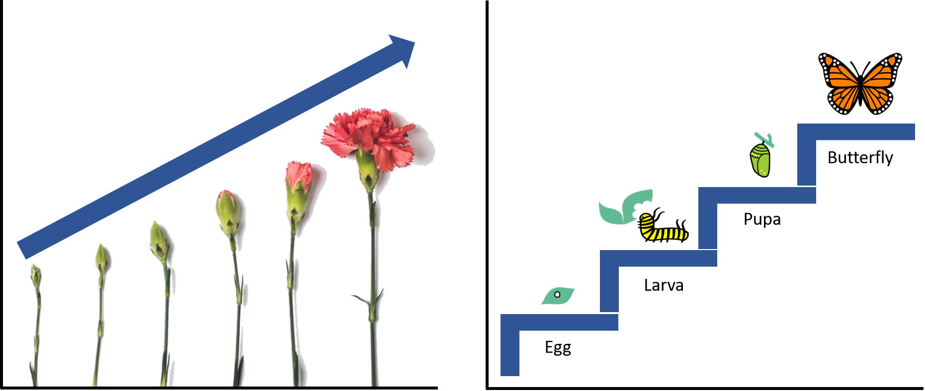 A flower growing over time and the lifecycle of a butterfly