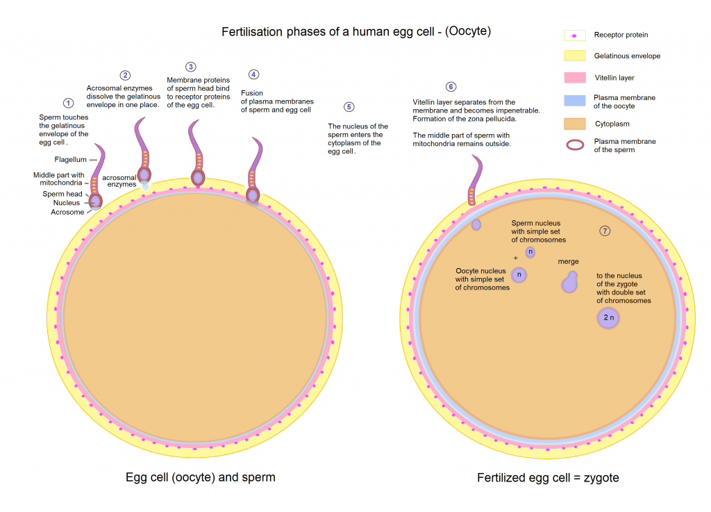 A sperm cell fertilizes an egg cell