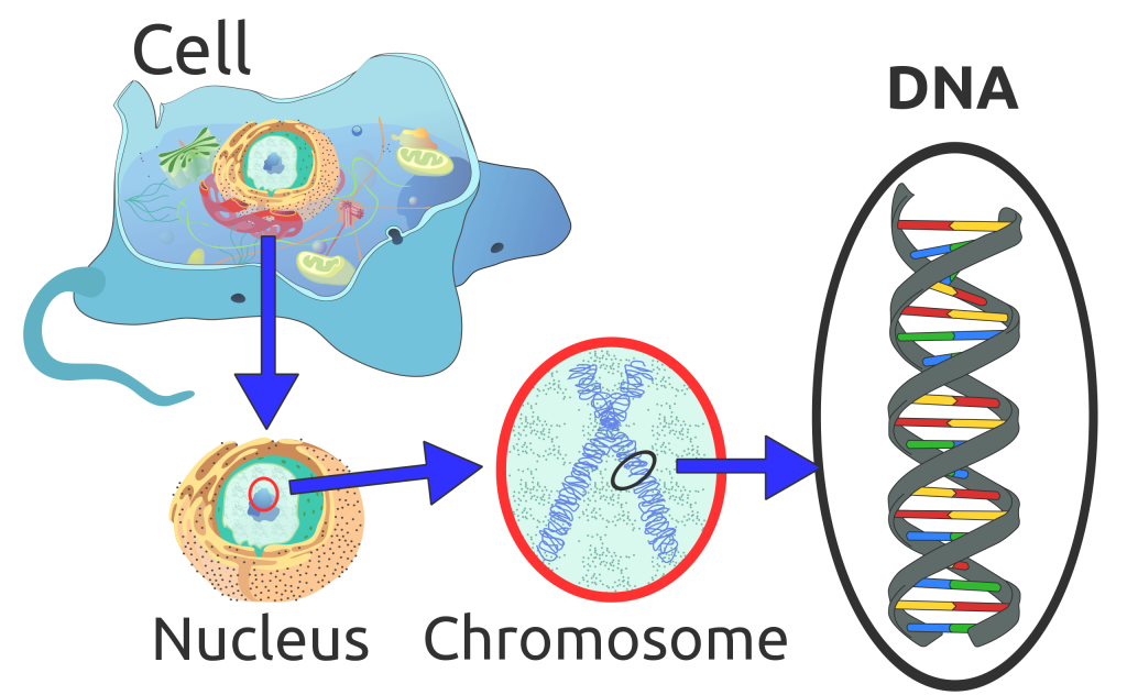 A diagram showing DNA located in the chromosome.