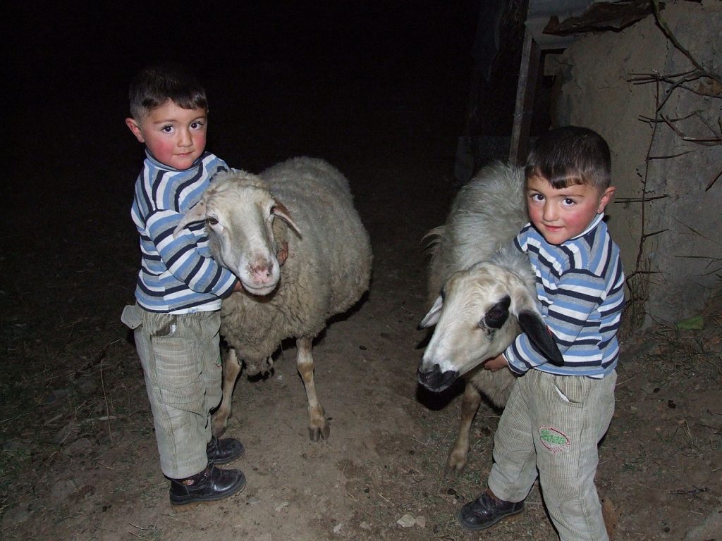 Twin boys playing with two sheep