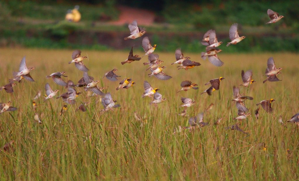 A flock of birds