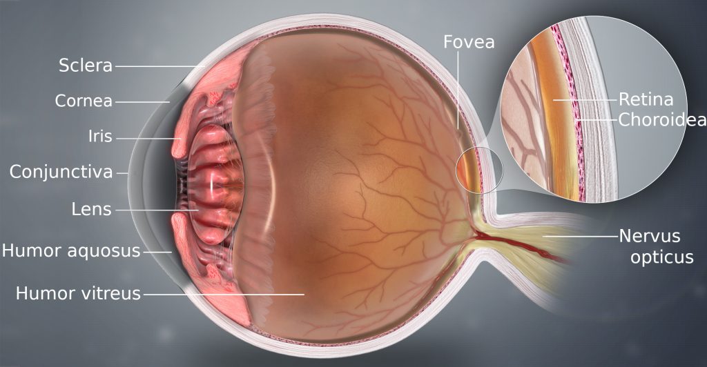 Diagram of the interior of the human eye.