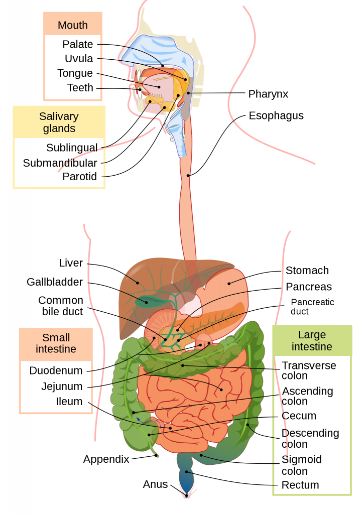 A diagram of the digestive system.