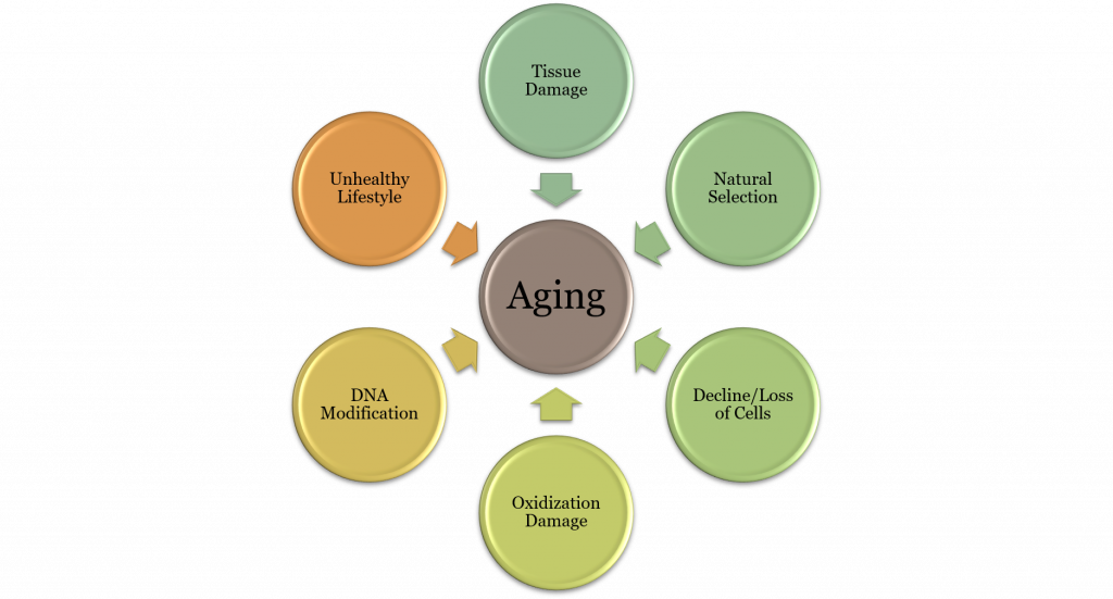 Diagram showing the various contributors to aging.