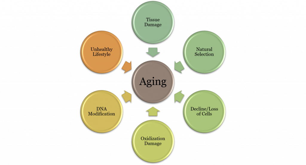 Middle Adulthood Physical Changes