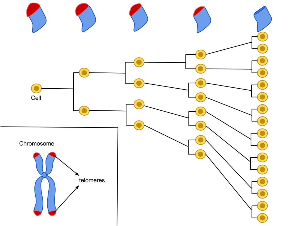 A chromosome with telomeres and cell division