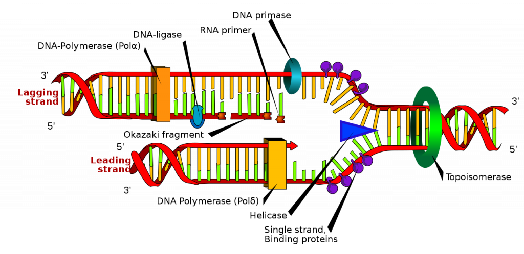 A DNA molecule replicating