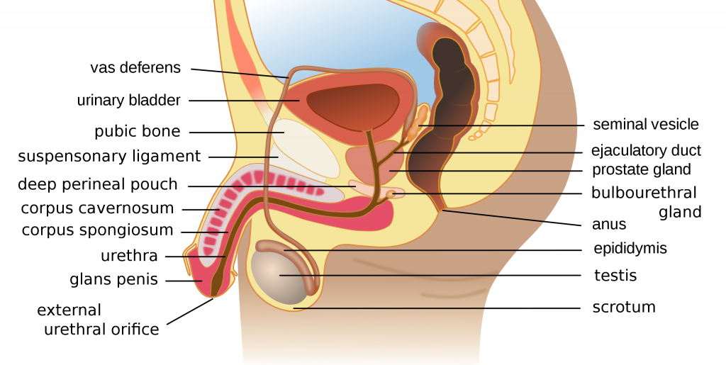 Diagram of the male reproductive system