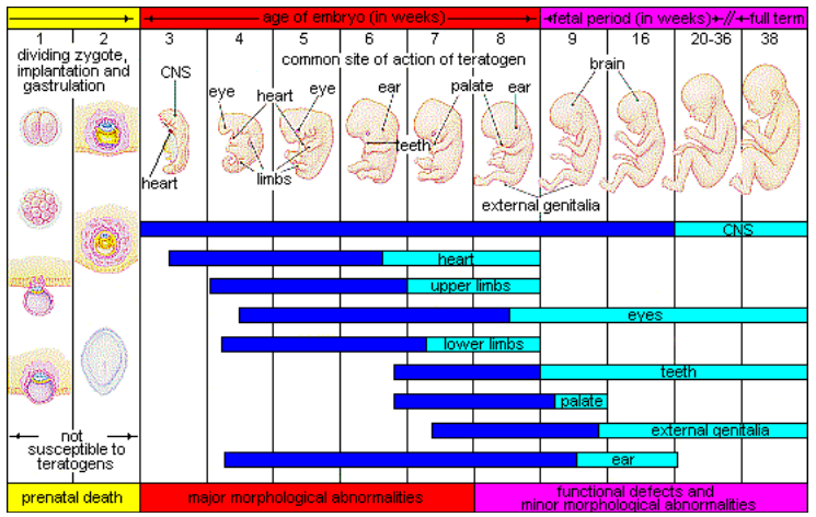The timing of teratogen exposure, from Week 1 to Week 38, have different types of structural defects from prenatal death (Week 1-2), major morphological abnormalities (Week 3 – 8), to functional defects and minor morphological abnormalities (Week 9 – 38).