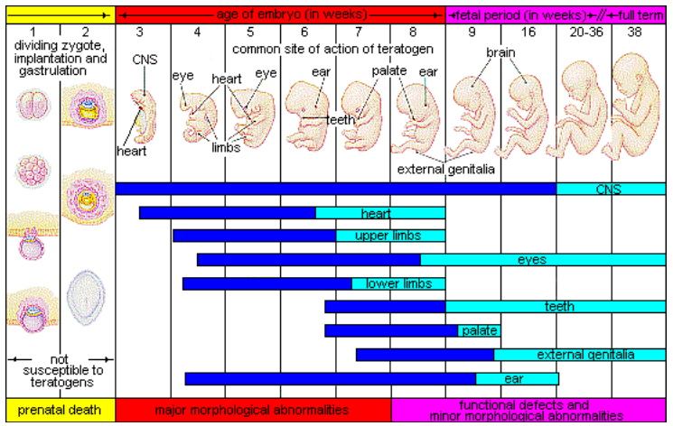 The timing of teratogen exposure, from Week 1 to Week 38, have different types of structural defects from prenatal death (Week 1-2), major morphological abnormalities (Week 3 – 8), to functional defects and minor morphological abnormalities (Week 9 – 38). 