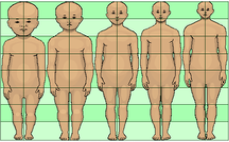 Body proportions change from infancy to adulthood. Five bodies, from an infant to an adult, are shown on a grid displaying the differences in proportion of the body.
