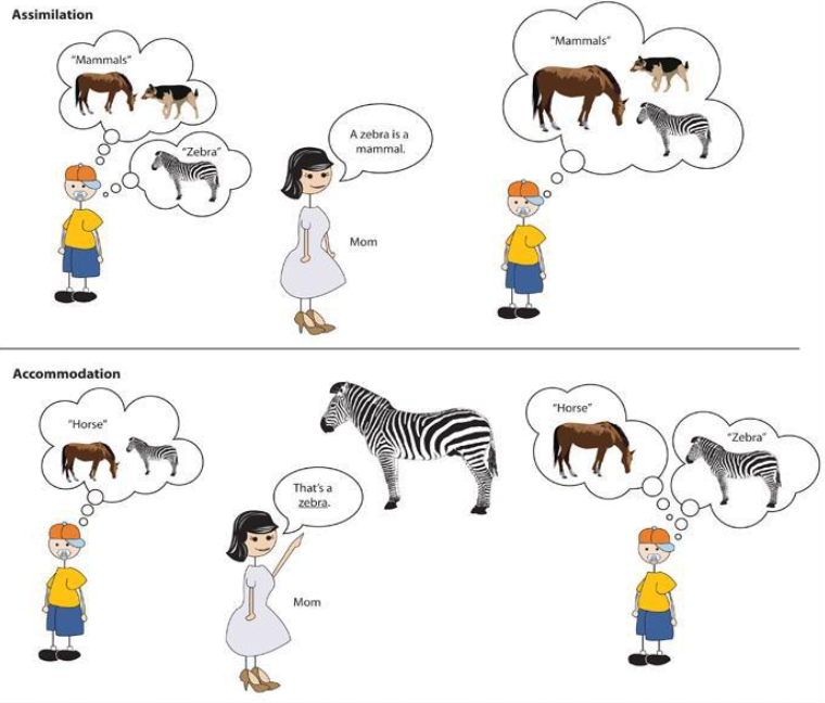 In assimilation, the boy fits the new information, “zebra,” into an existing mammals schema. In accommodation, the boy learns the new word “zebra,” recognizing it as different from a horse.