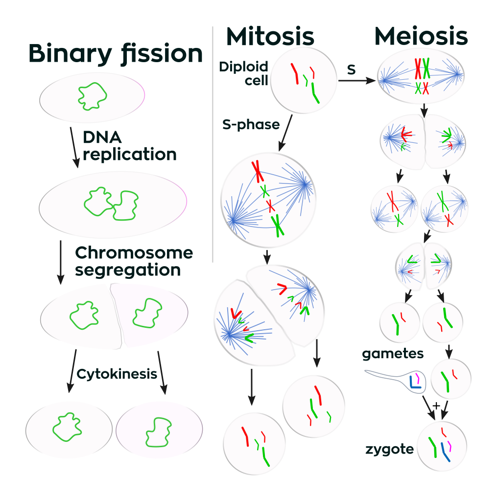 Prokaryotes divide by binary fission, while eukaryotes divide by mitosis or meiosis.