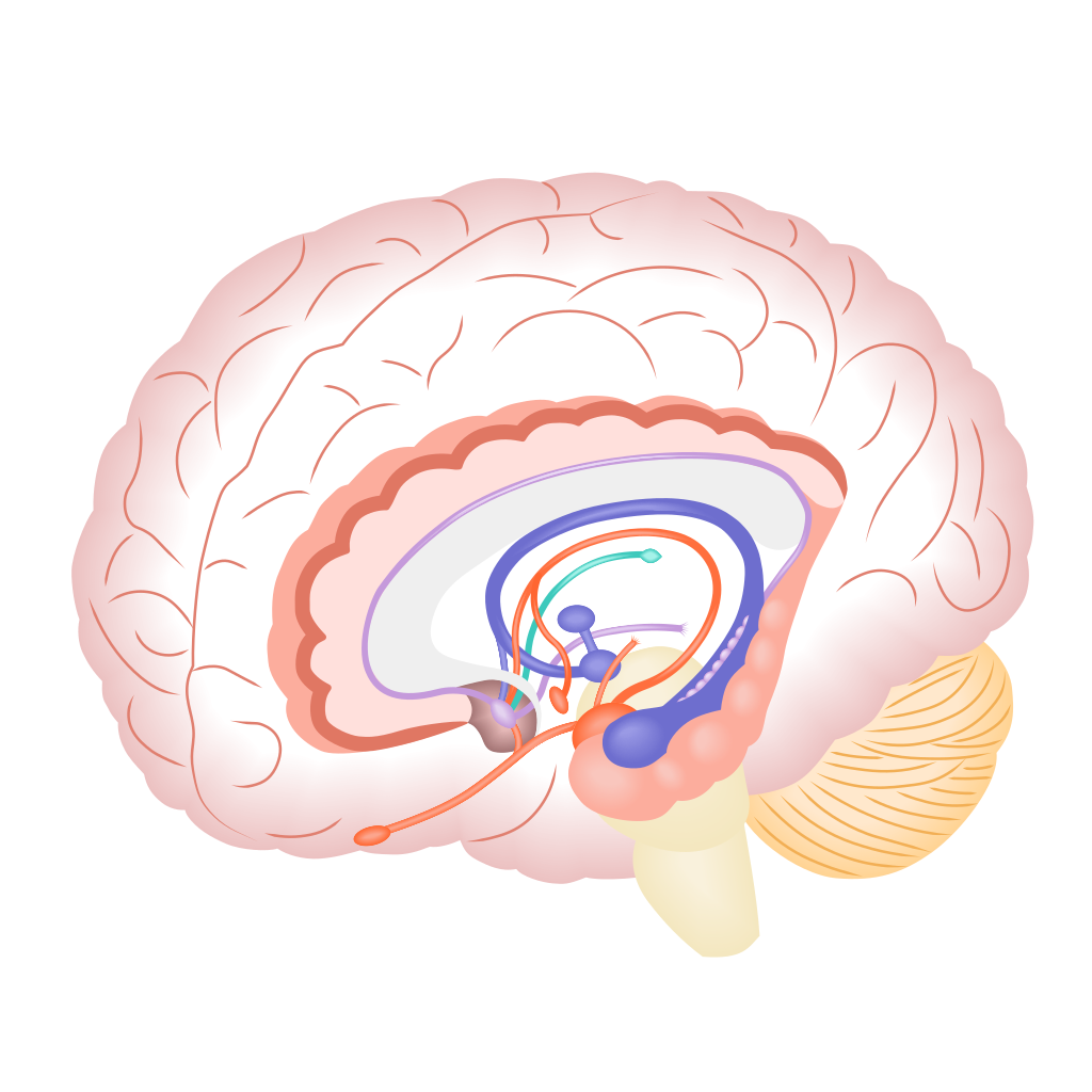Diagram of the brain with the limbic system shown inside it