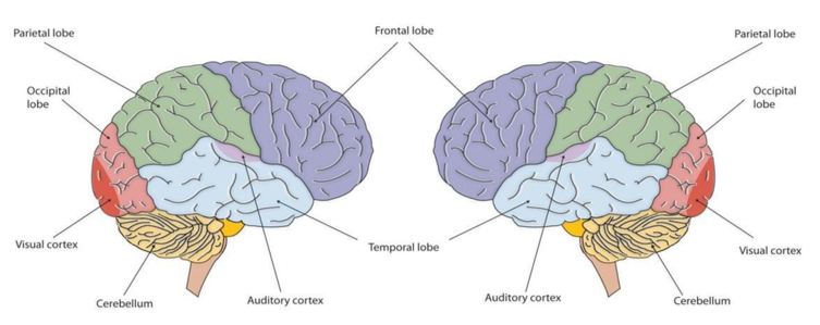A diagram of the two hemispheres of the brain