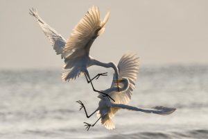 Photo of two white crane birds mid-flight and fighting