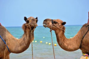 Photo of two camels that appear to be talking and listening