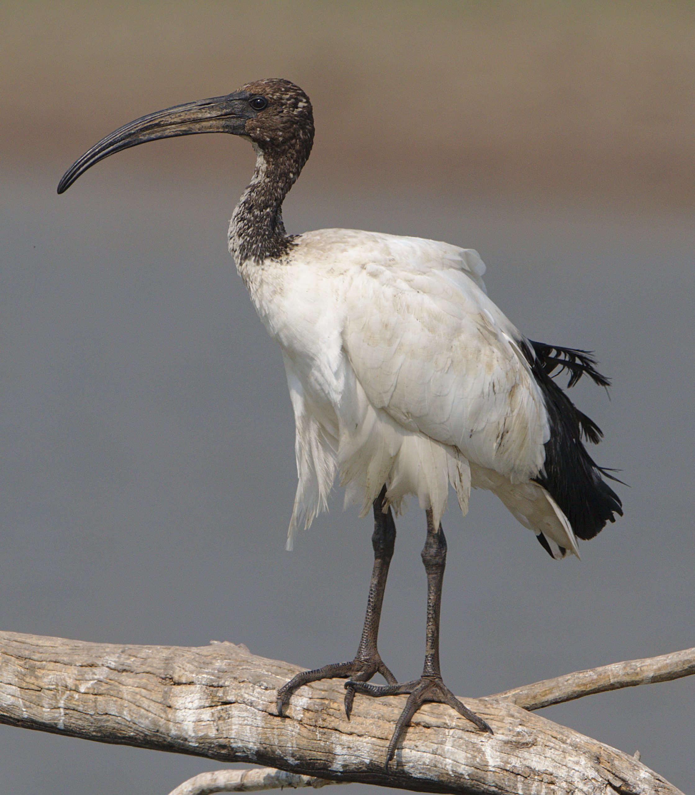 A photo of the sacred Ibis bird of Africa