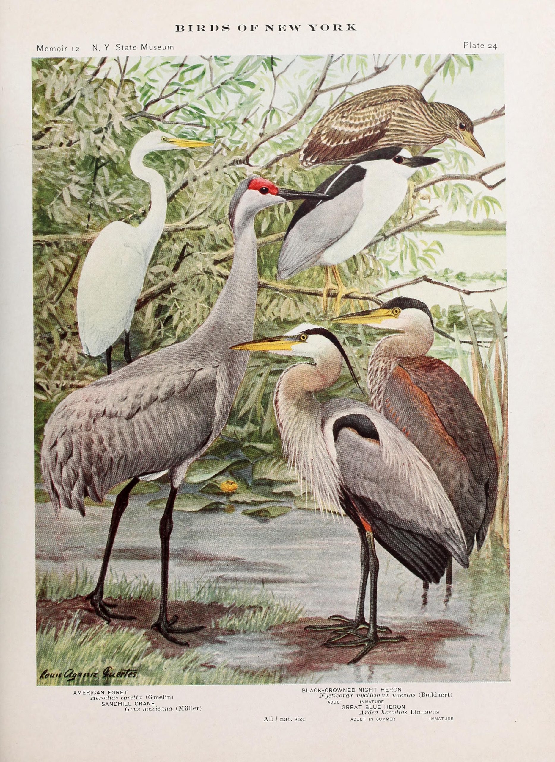 A painting of a group of different heron species standing in marshland.