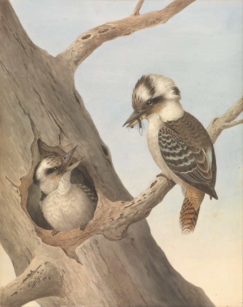 This water colour painting on paper depicts two Kookaburra's nestled on a tree perch. The left bird is tucked away in a hole. The right bird is resting on a small tree branch with food in its beak.