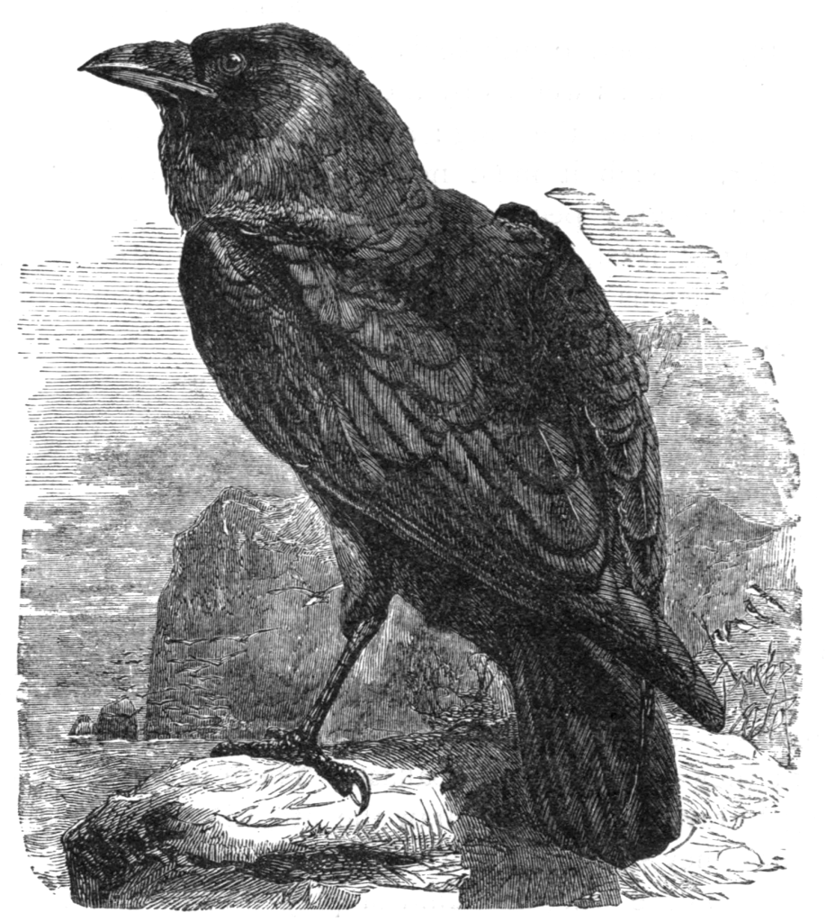 A black and white pencil sketch of a raven standing on top of a rock.