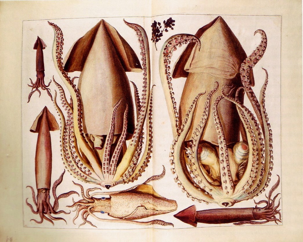 A scientific illustration of various squid