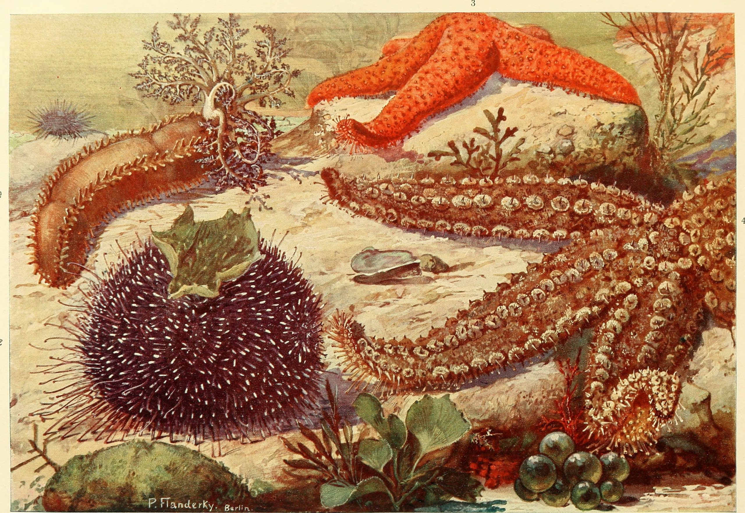 A sea cucumber, urchin, and starfish on a seabed
