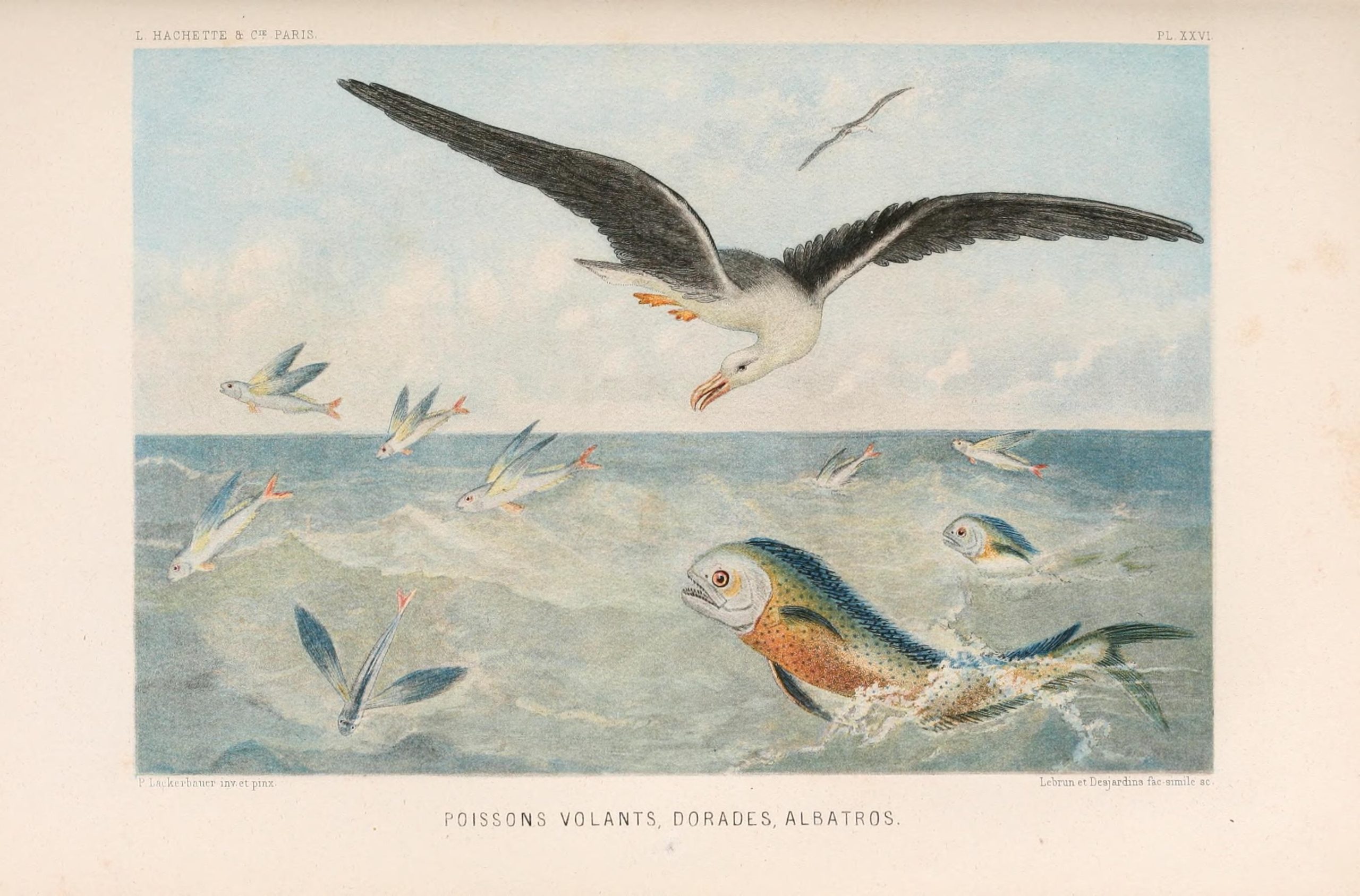 A seagull hunting flying fish in the ocean