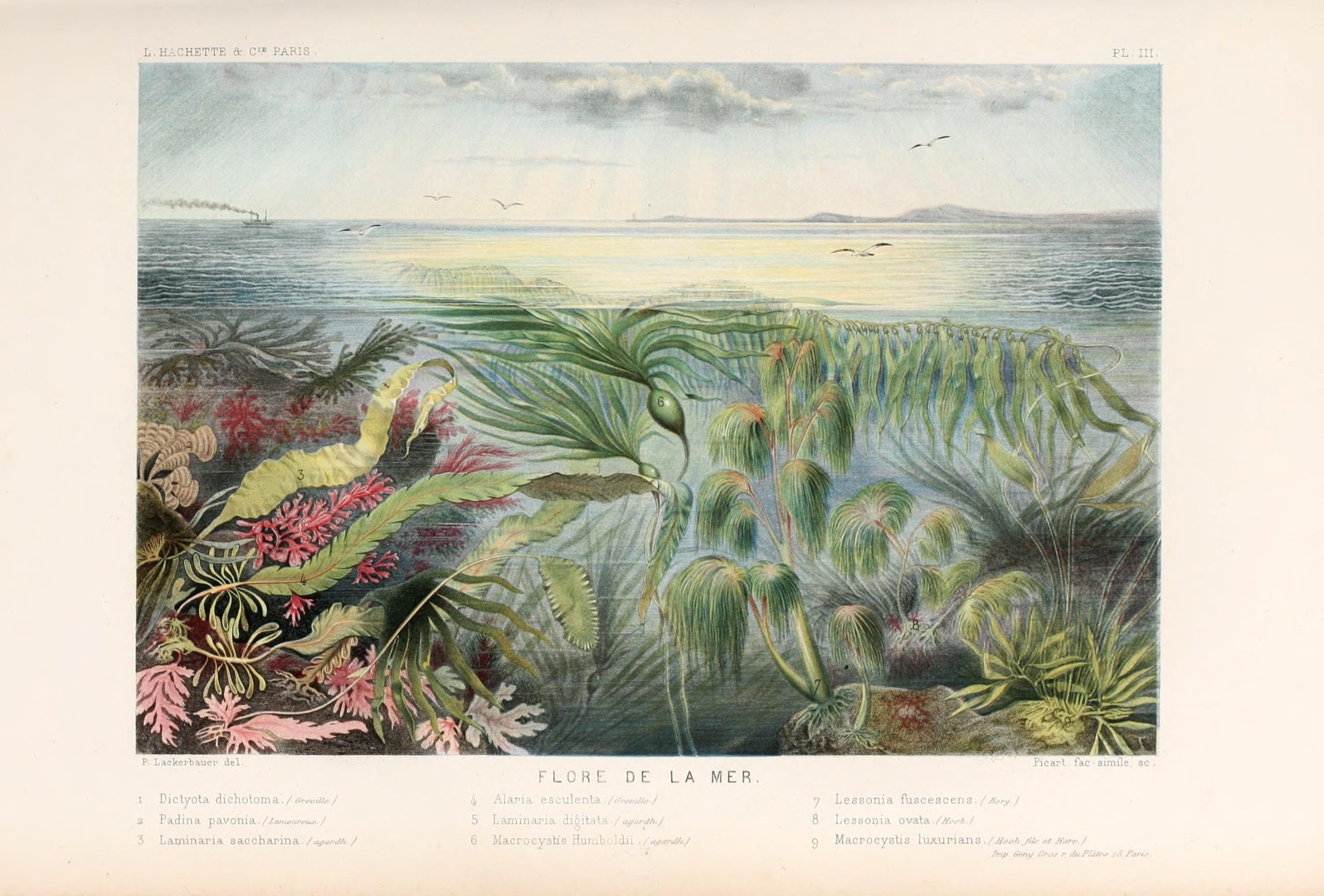 A landscape view of various sea flora in the ocean