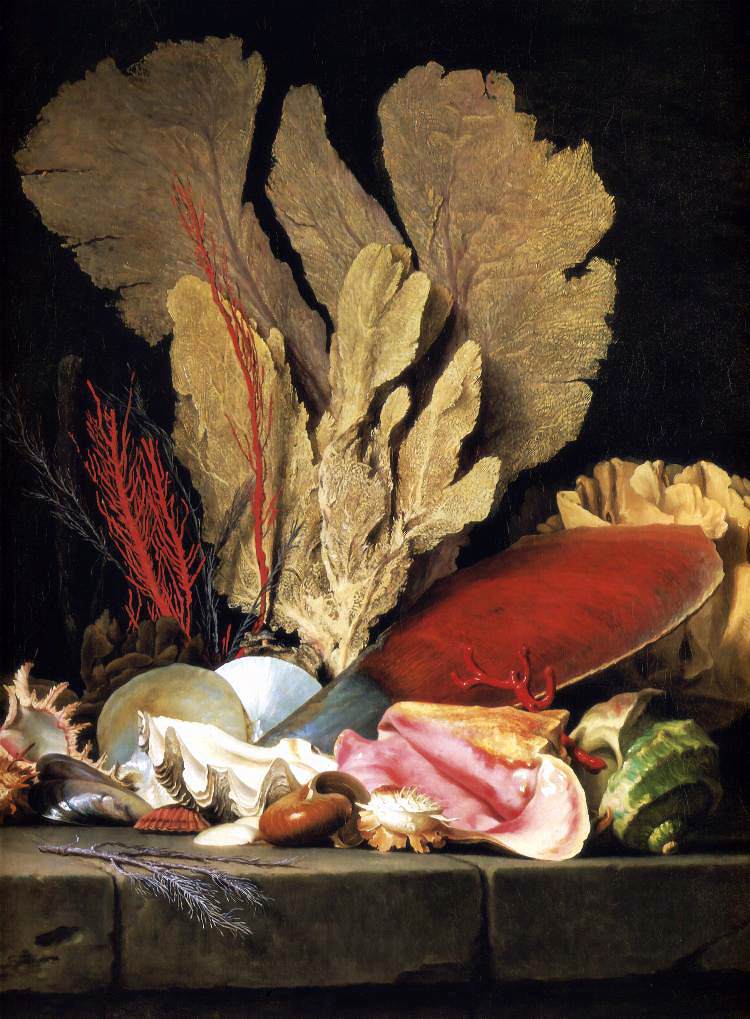 A still-life of various sea plumes, lithophytes and shells