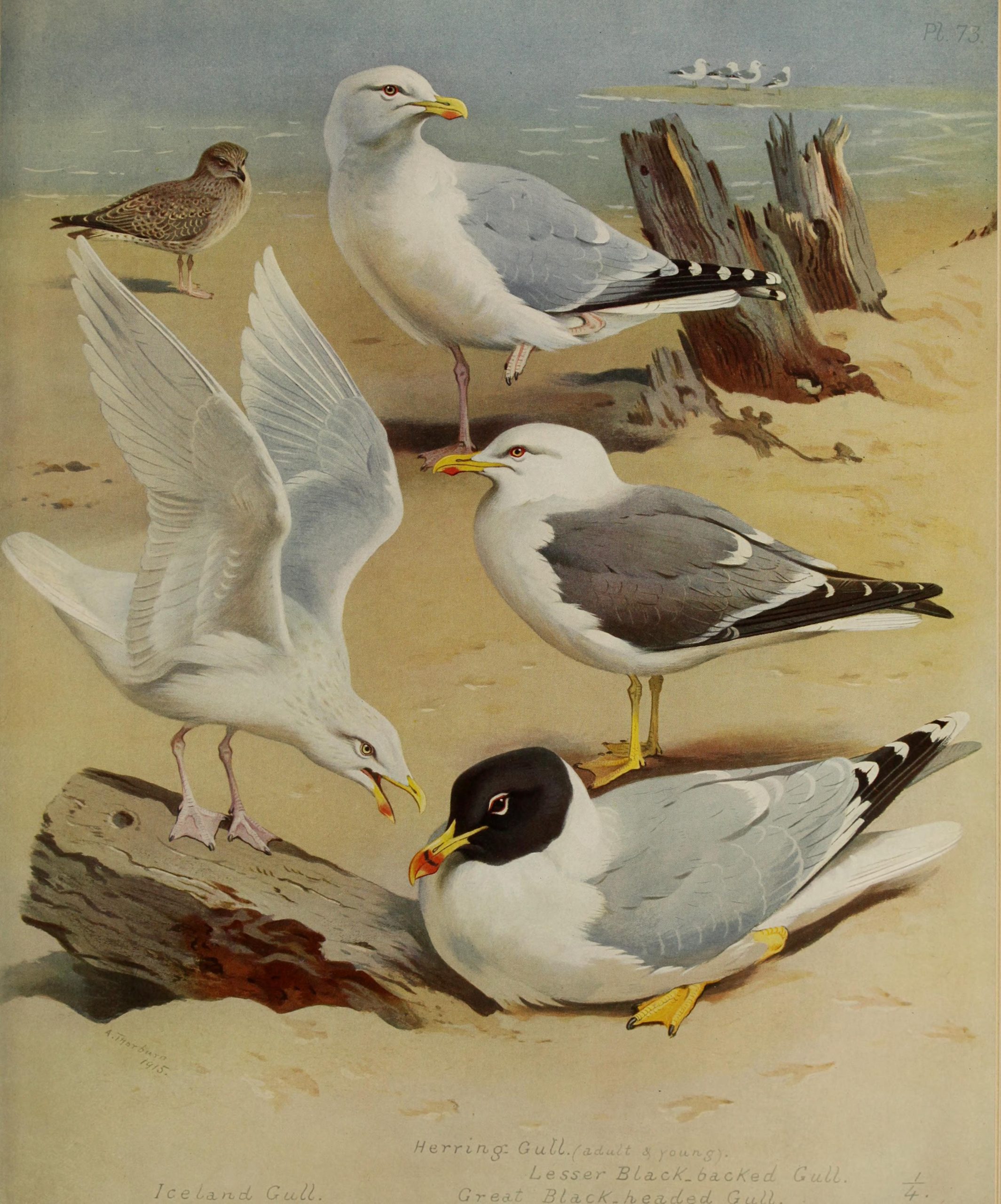 Various seagulls on the beach