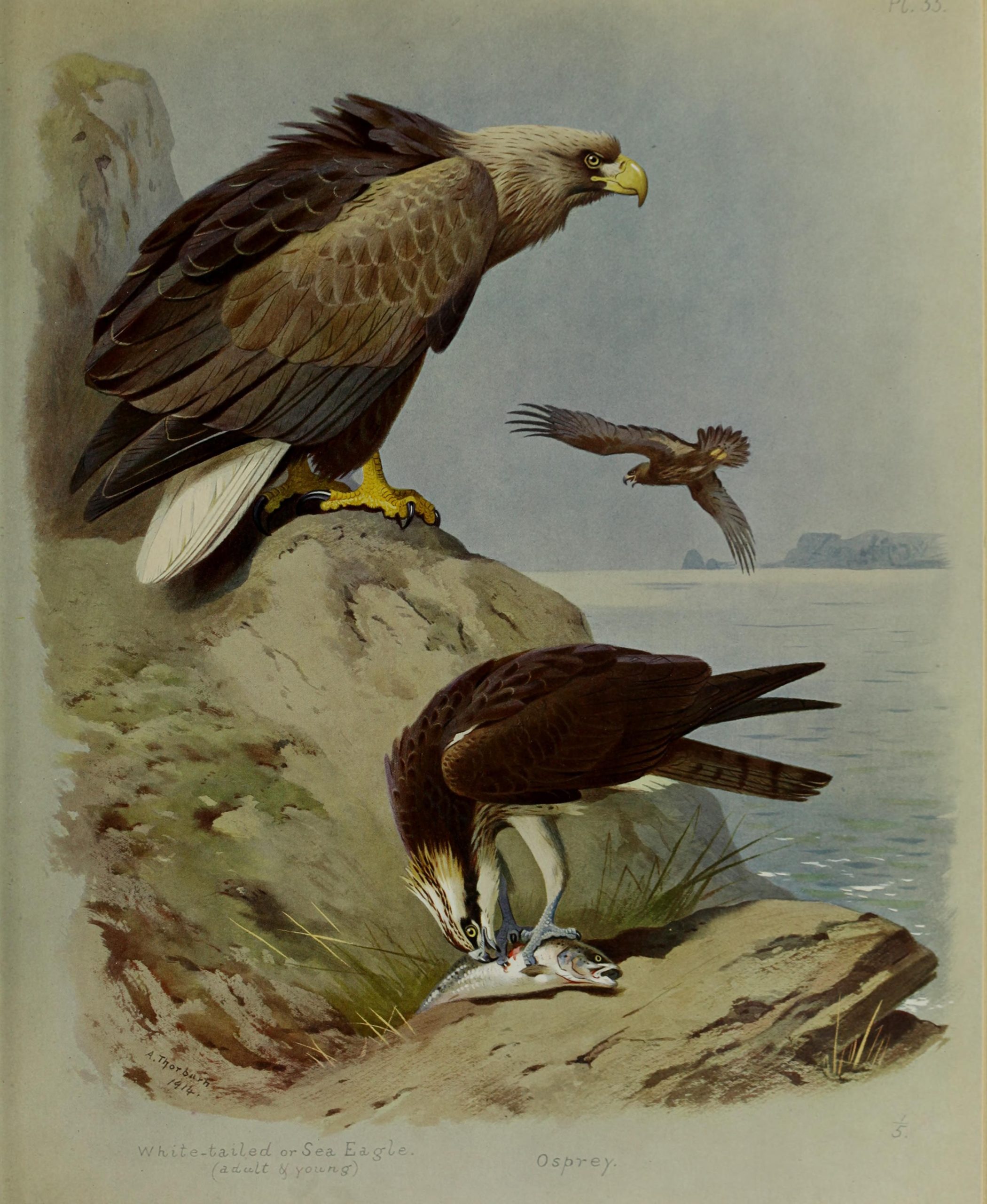 Three eagles on the beach, one devouring a fish