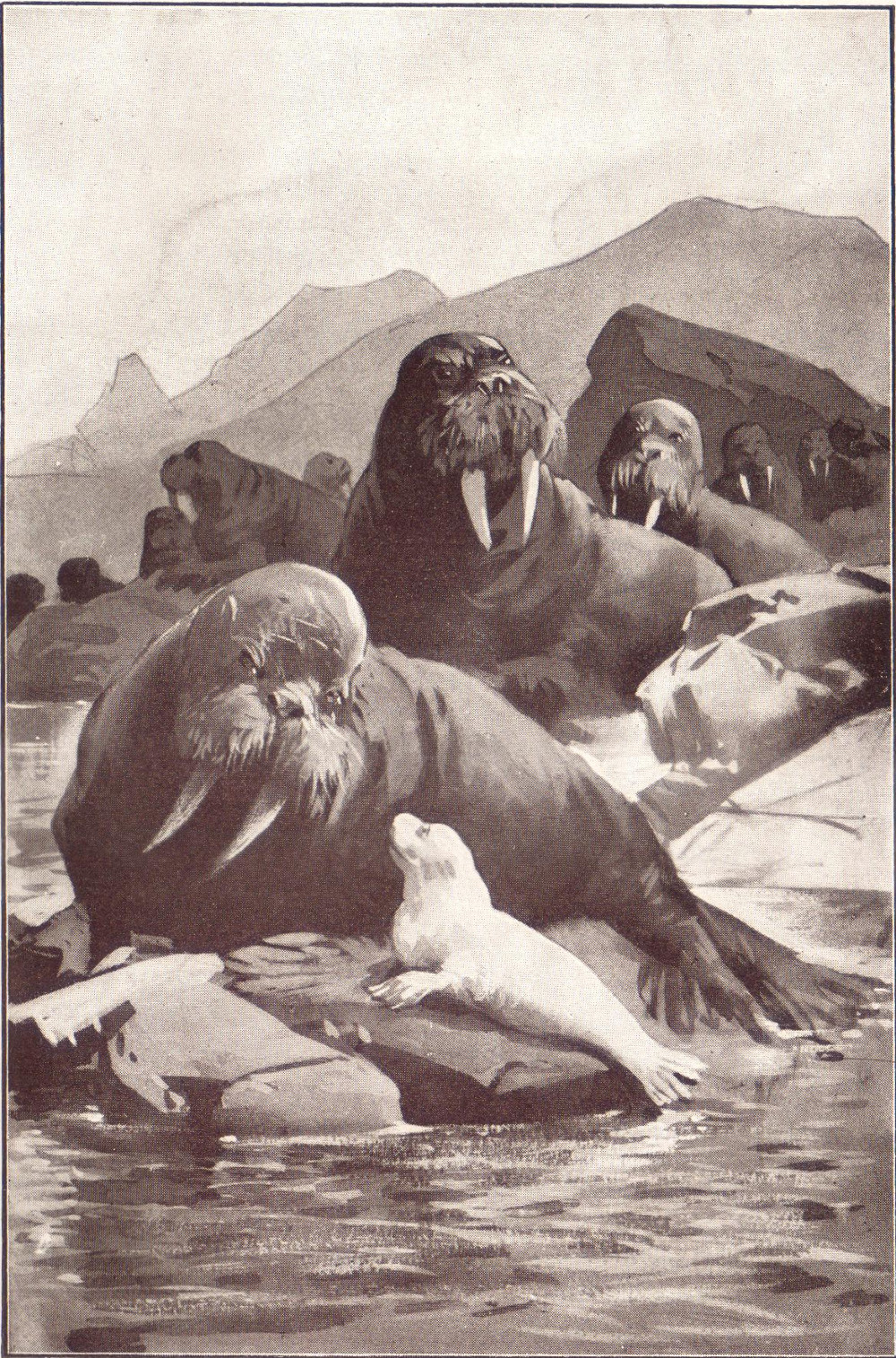 A white baby seal looking up at a fully grown walrus amidst a group of other walruses on a rocky shoreline