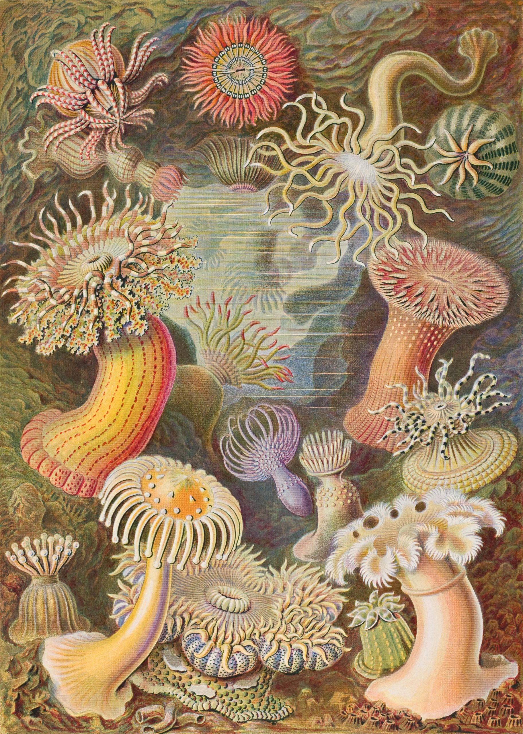 A detailed illustration of various sea anemone