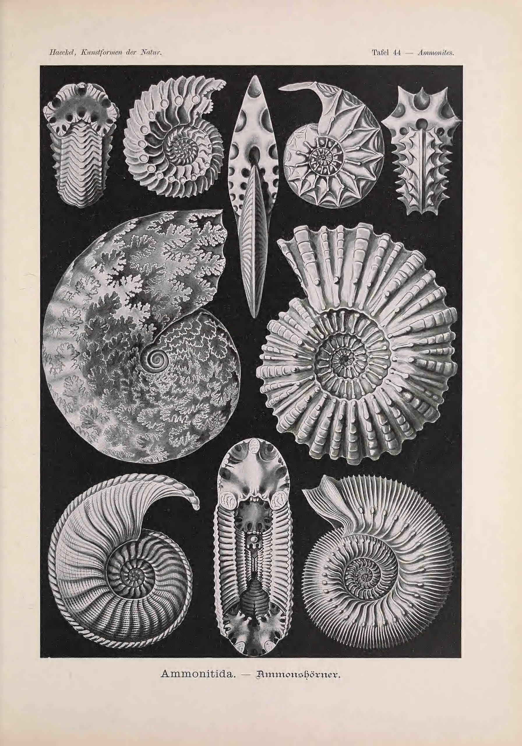 A scientific illustration of various ammonite fossils