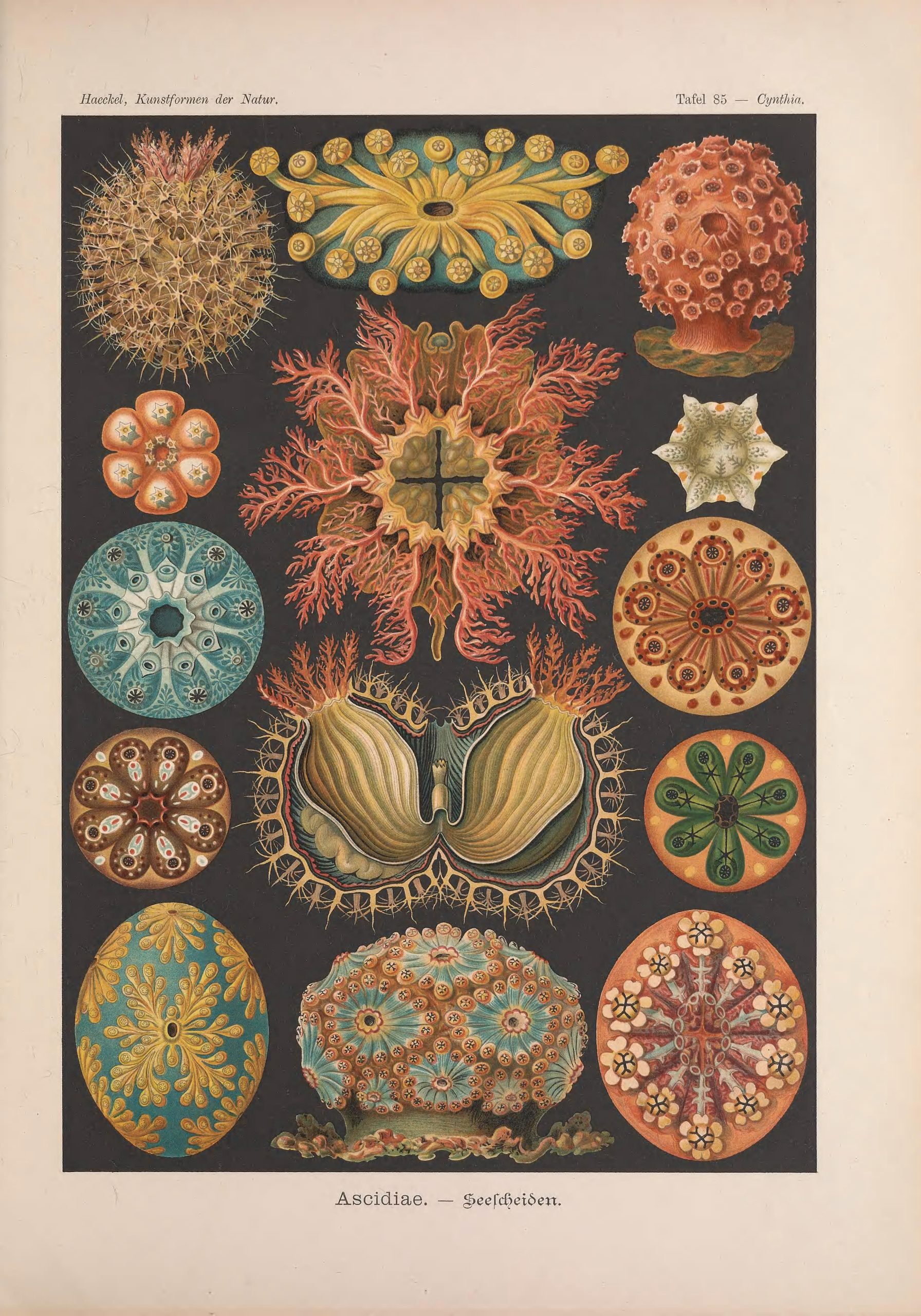 A scientific illustration of various sea squirts