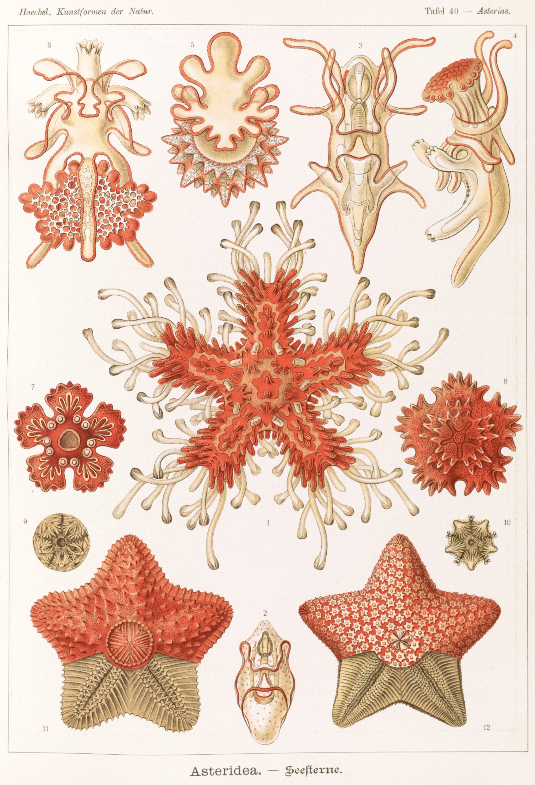 A scientific illustration of various starfish