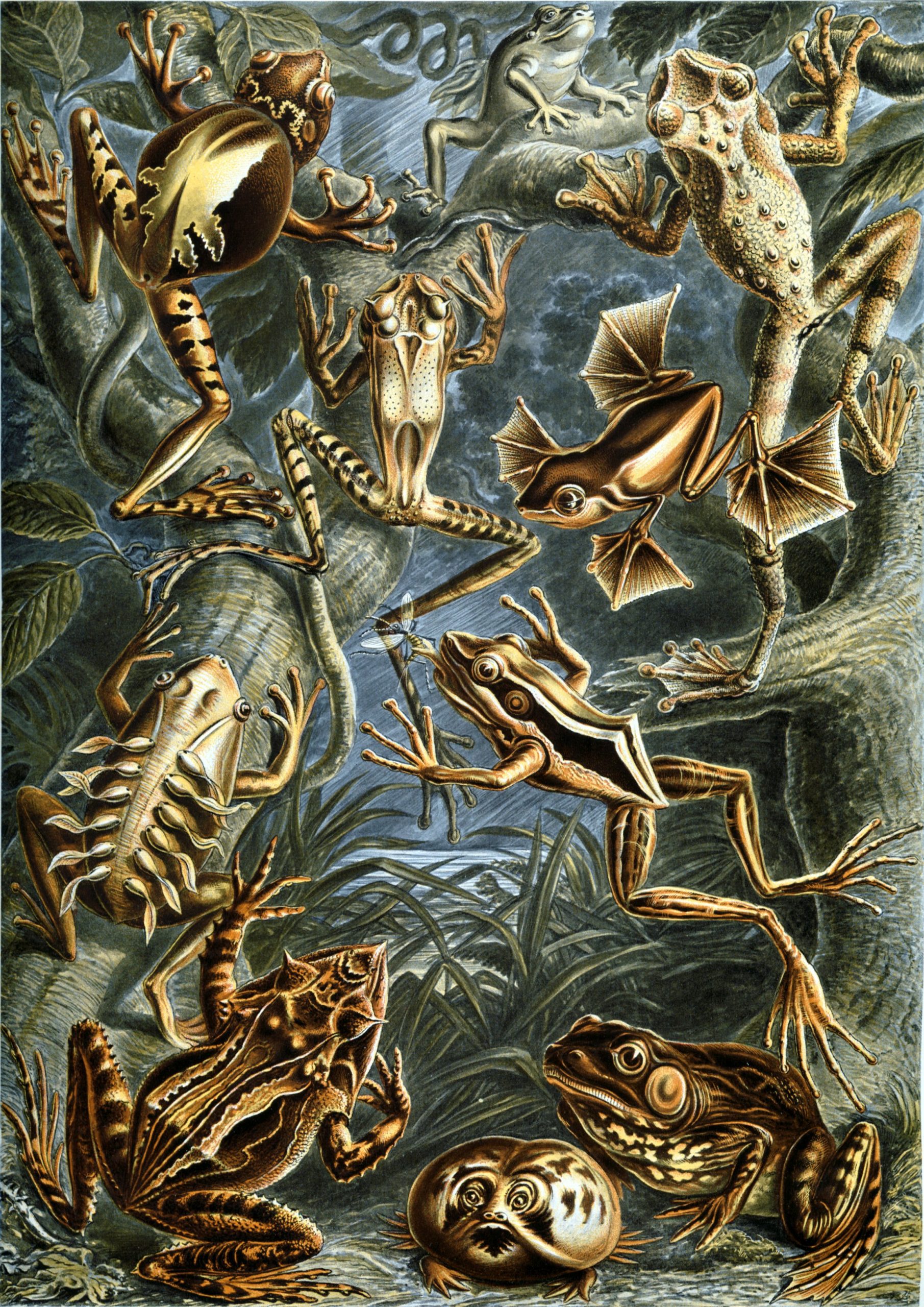 A detailed illustration of various frogs and toads in a tropical rainforest