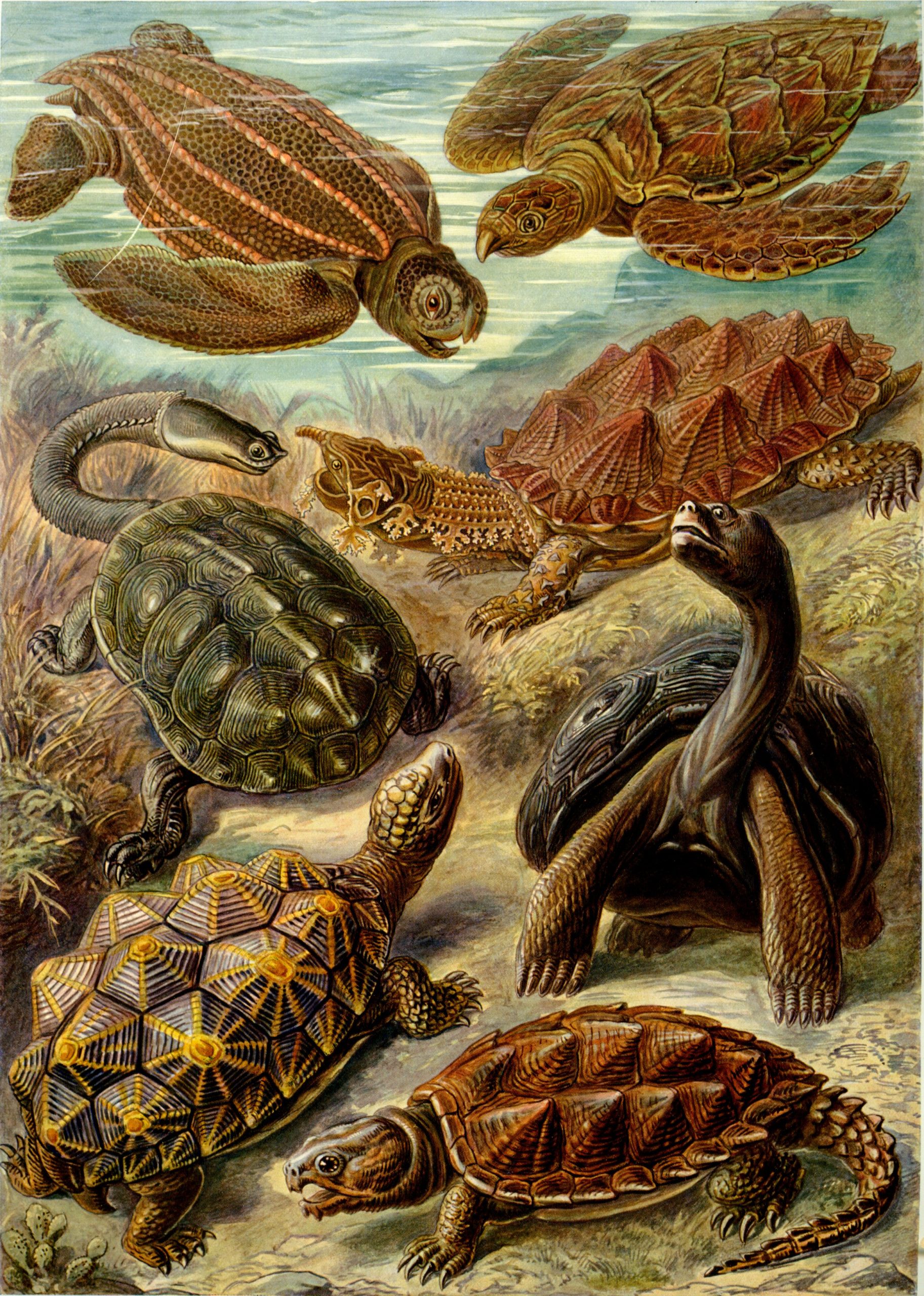 A detailed illustration of various sea turtles on a seabed