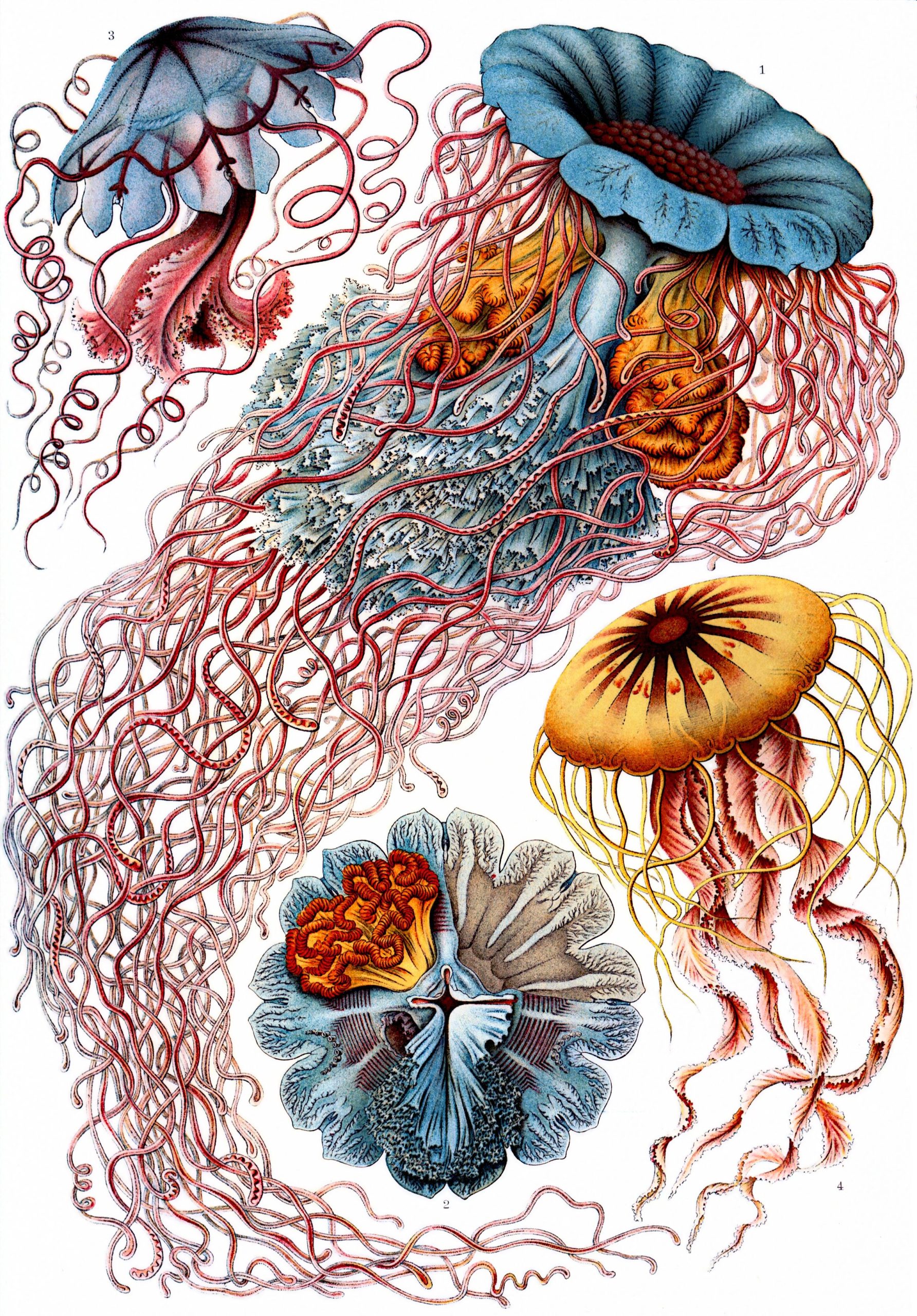 A scientific illustration of various jellyfish