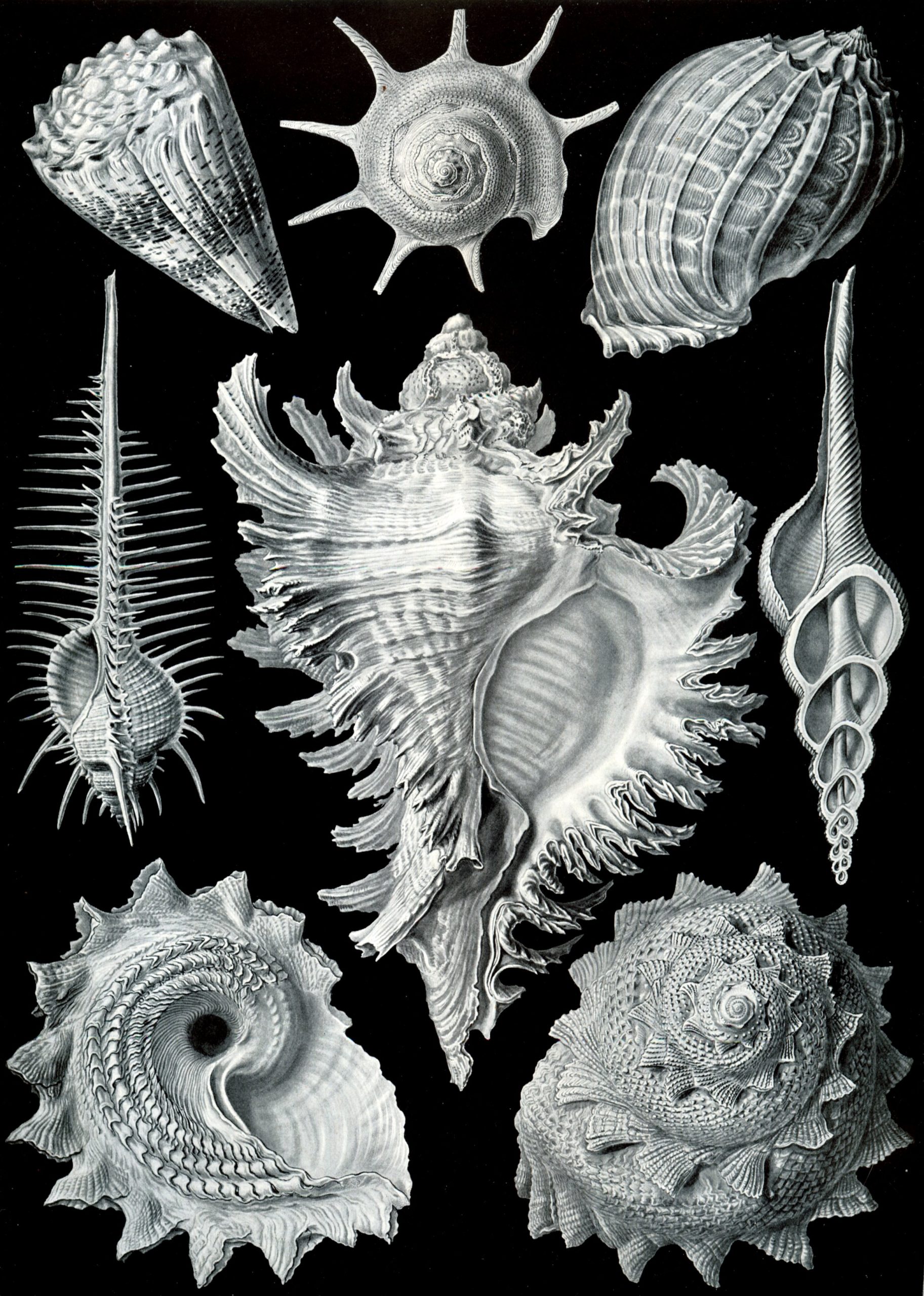 A scientific illustration of various seashells