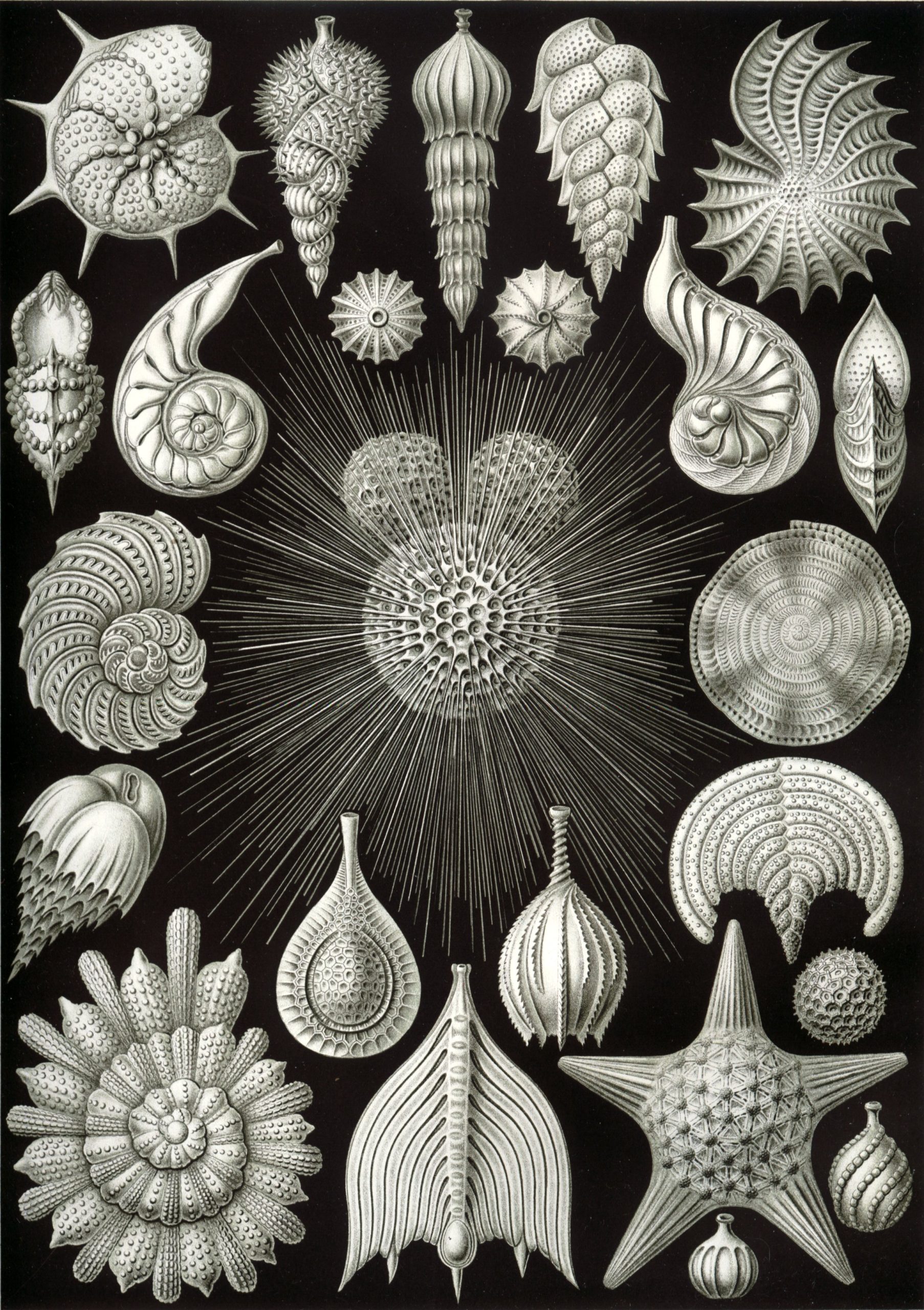 A scientific illustration of various sea shells