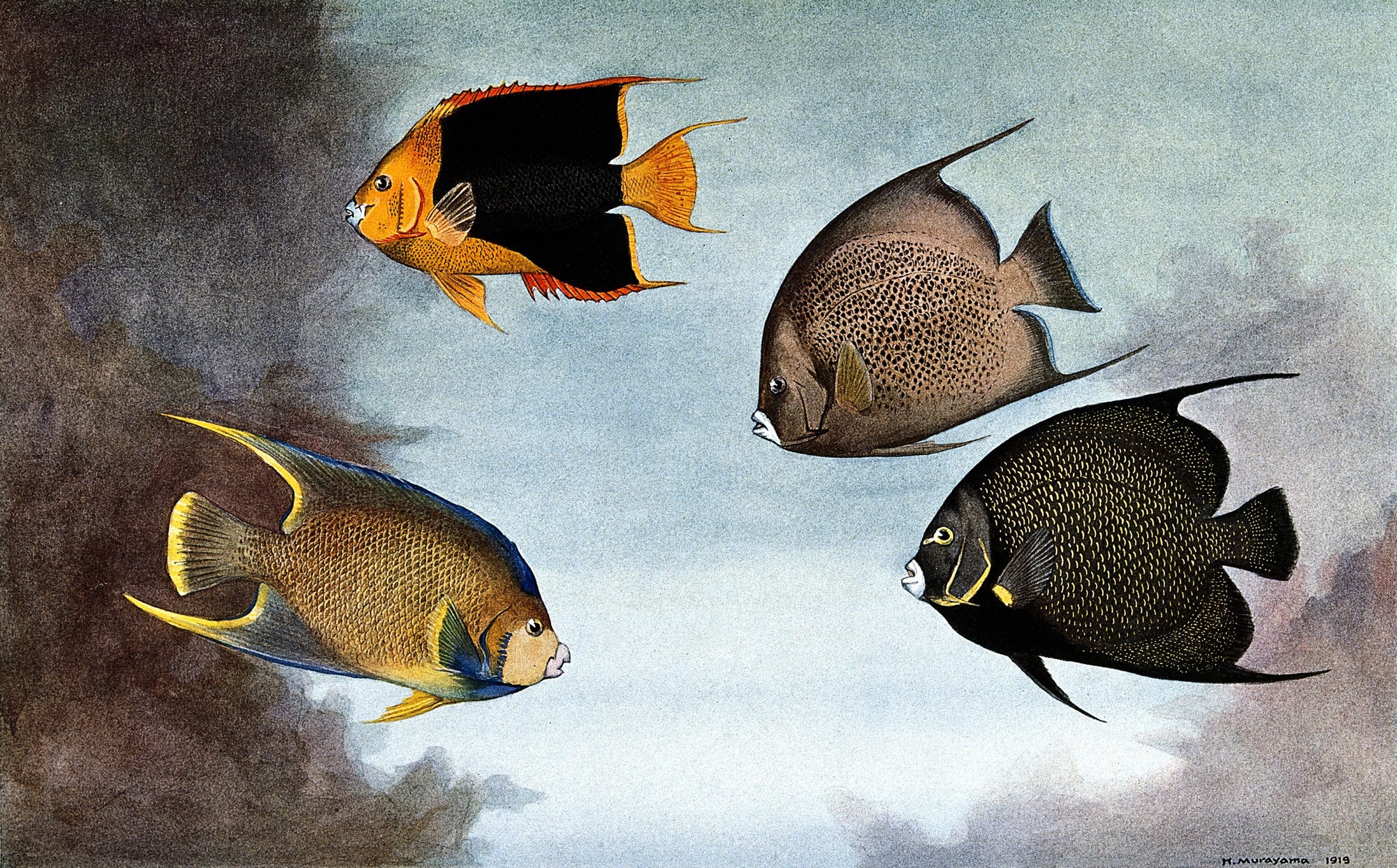 Four fish swimming in cloudy waters