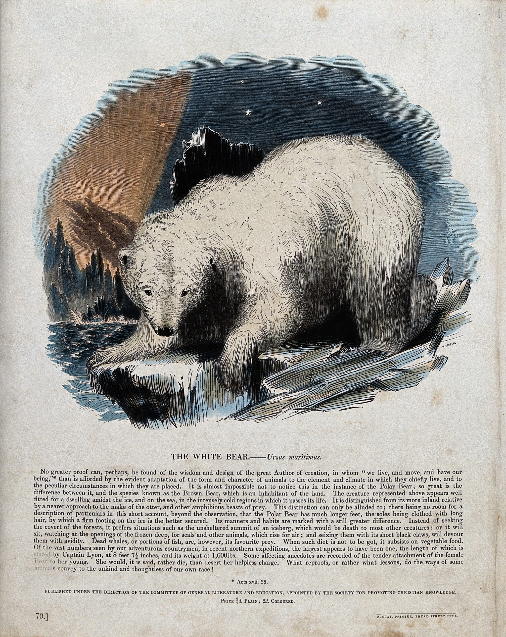 A polar bear standing on an ice floe