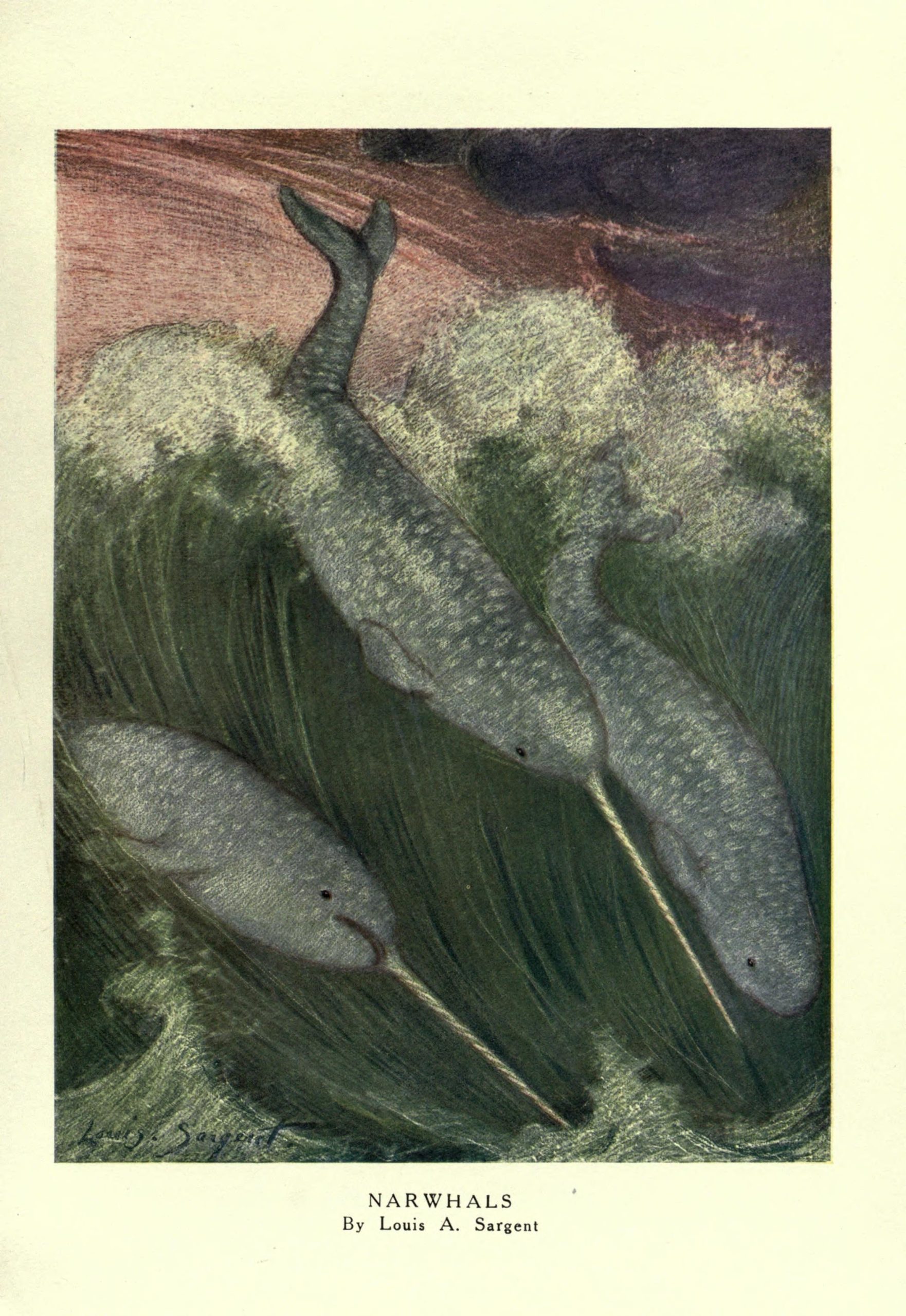 Three narwhals swimming along the waves in the sea